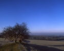 Wishing tree on the Hill of Tara